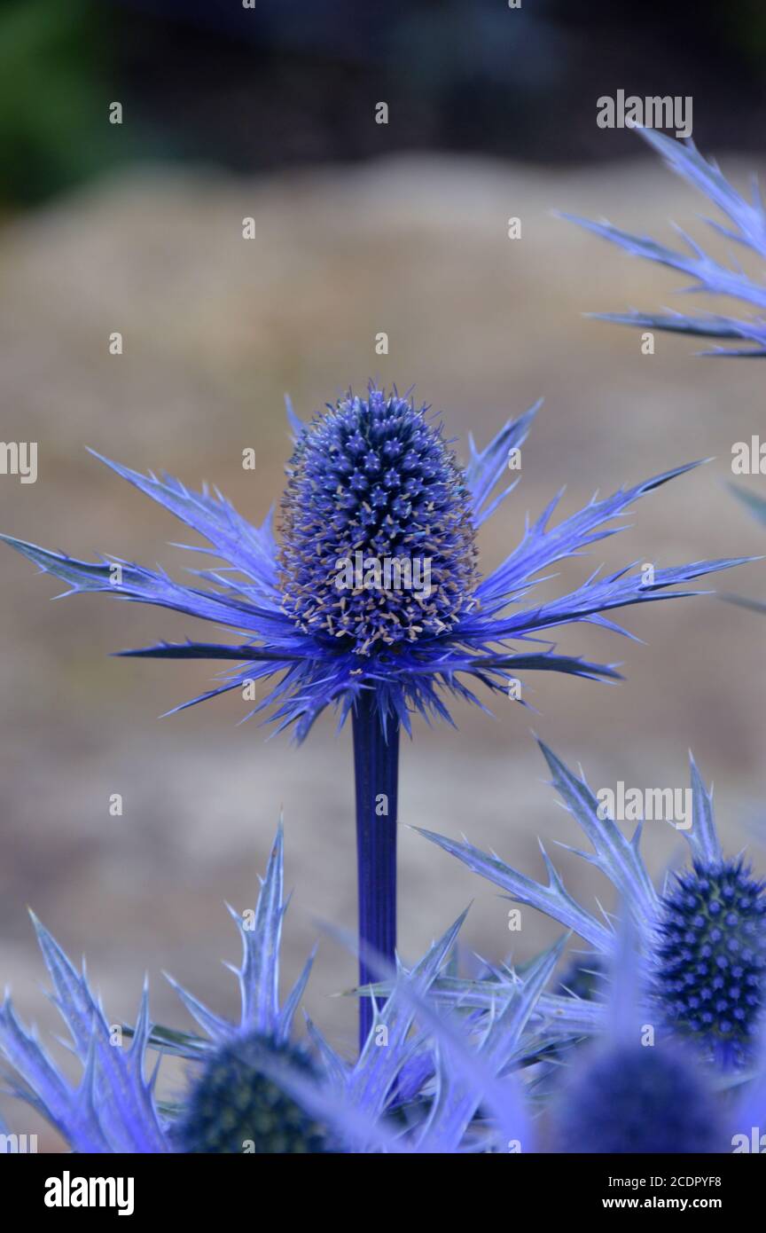 Eryngium x zabelii 'Big Blue' (Sea Holly) Thistle grown in a border at