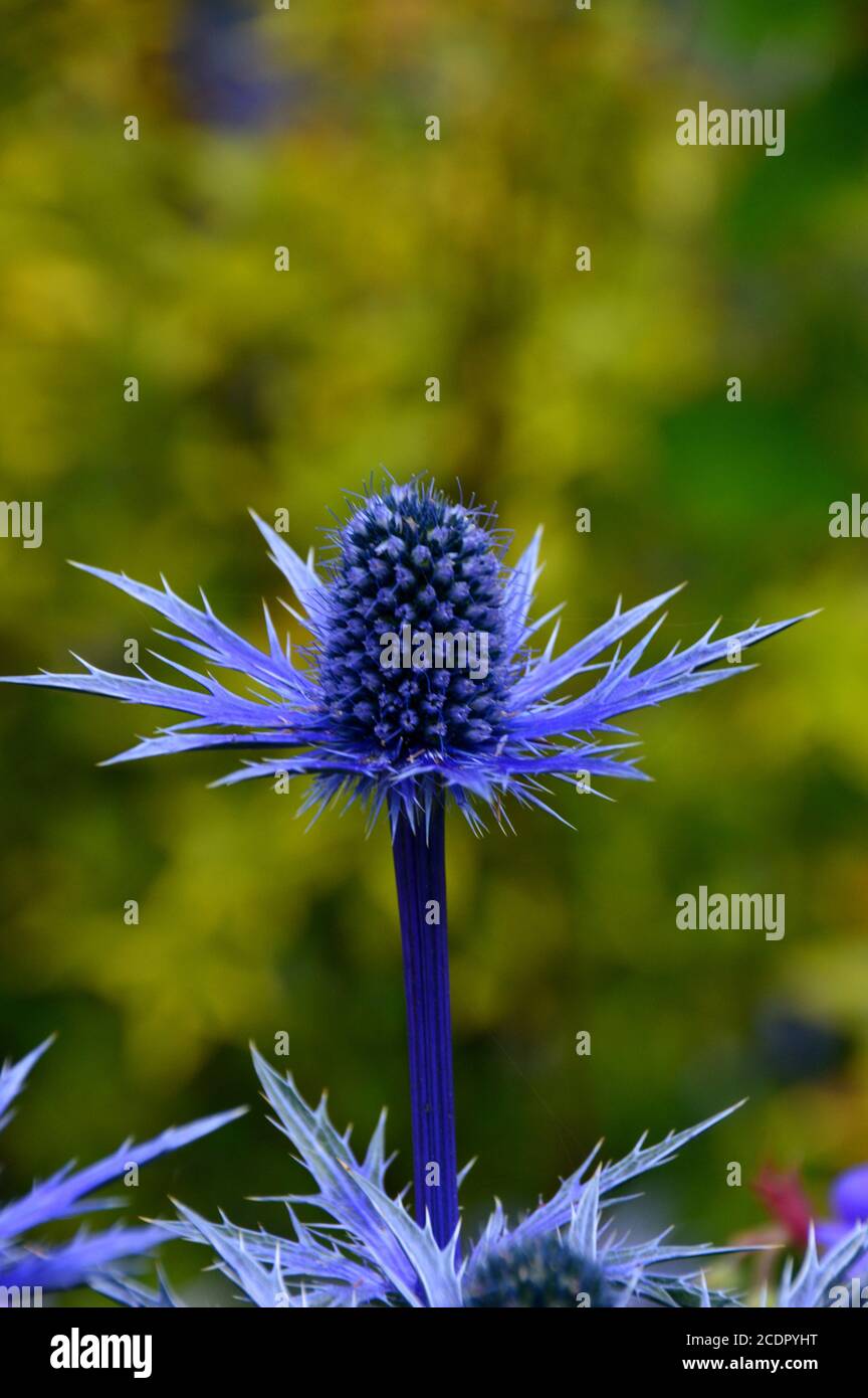 Eryngium x zabelii 'Big Blue' (Sea Holly) Thistle grown in a border at RHS Garden Harlow Carr