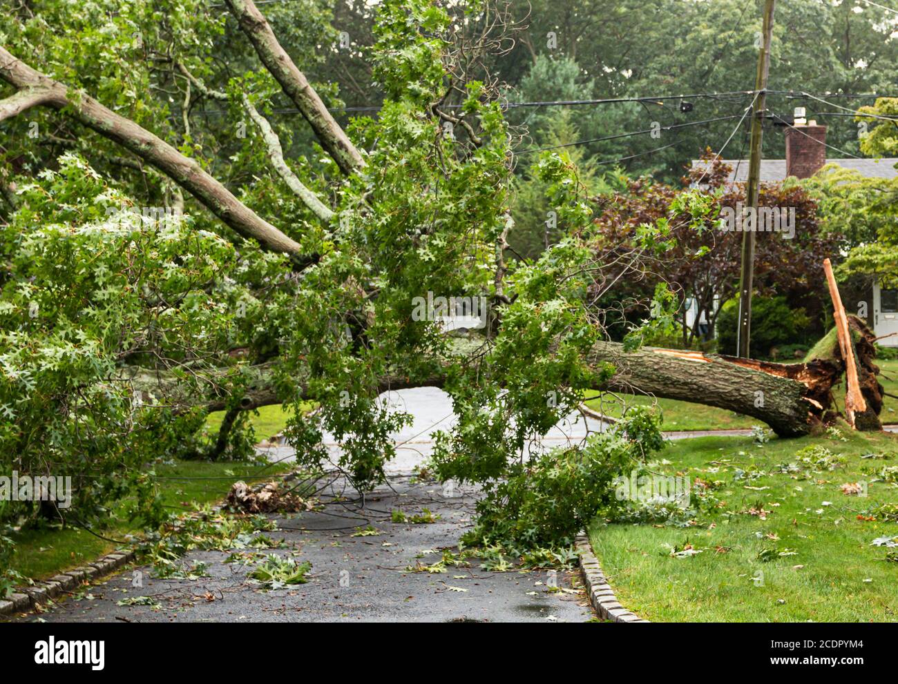 Tree crashes to ground taking cable and electric wires down across a