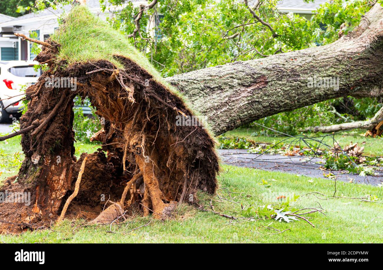 Close up of the bottom of a tree that was blown over during a tripical storm with the roots high in the air. Stock Photo