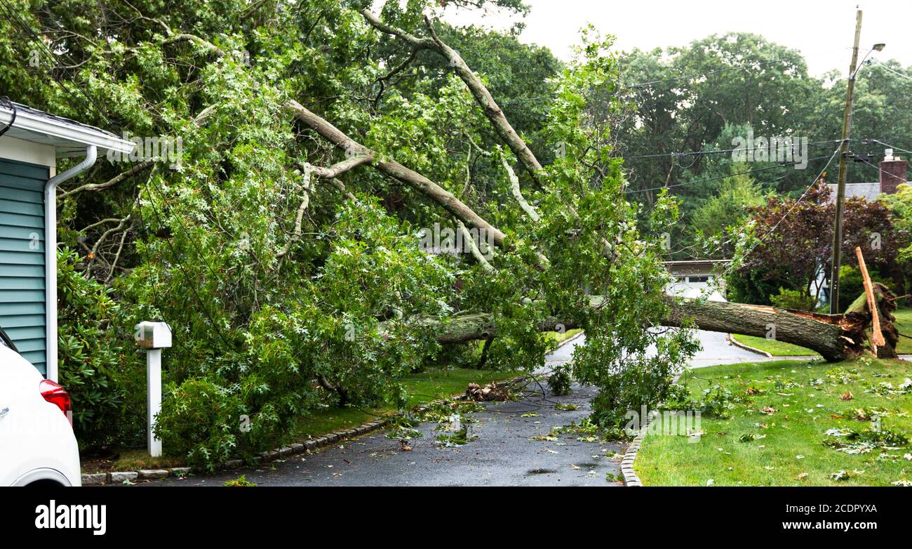 Tree from neighbors property falls during tropical storm Isaias landing