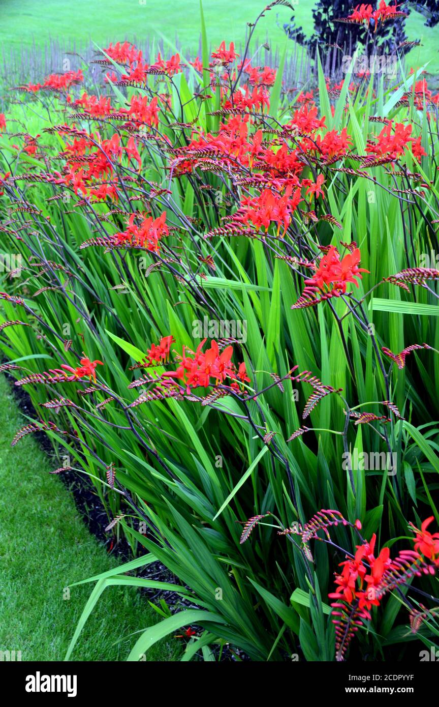 Red Coppertips Crocosmia Montbretia 'Emberglow' Flowers grown in a border at RHS Garden Harlow Carr, Harrogate, Yorkshire, England, UK. Stock Photo