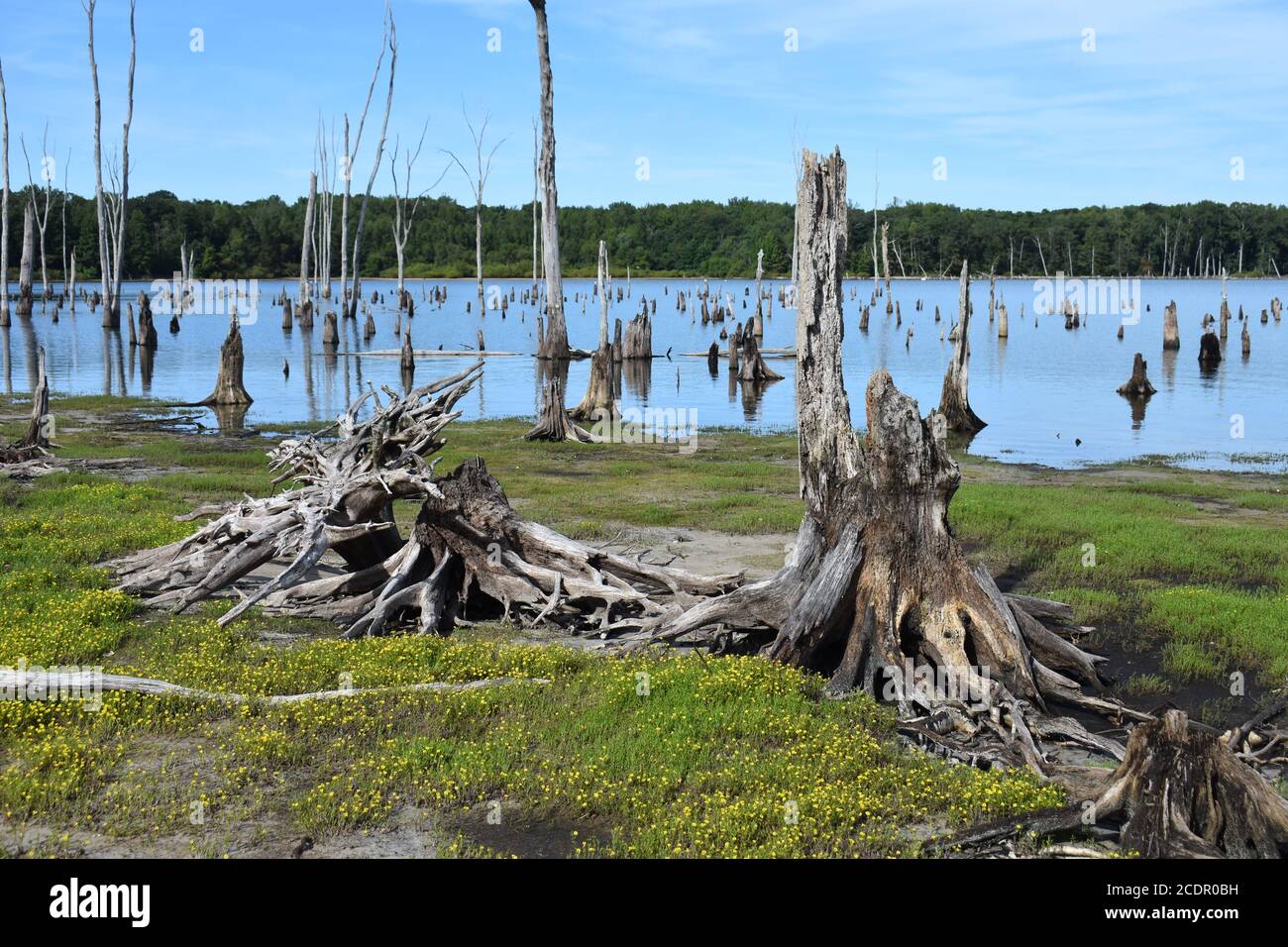 Dead trees with exposed root systems line the Manasquan Reservoir lake