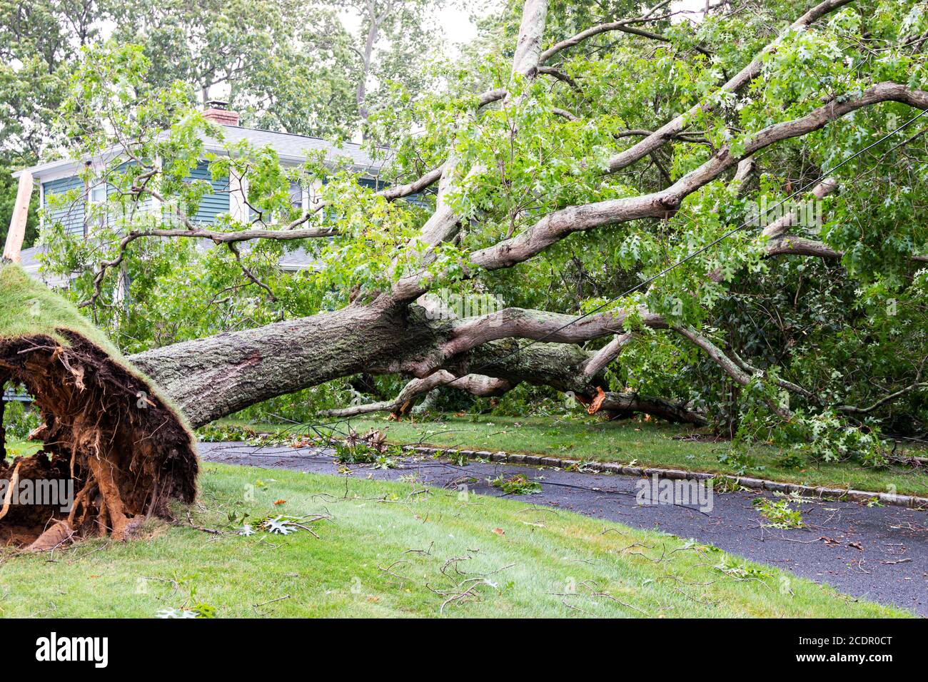 A neighbors tree gets blown down by Tropical Storm Isaias falling on to a house and over the driveway also taken down the power lines. Stock Photo