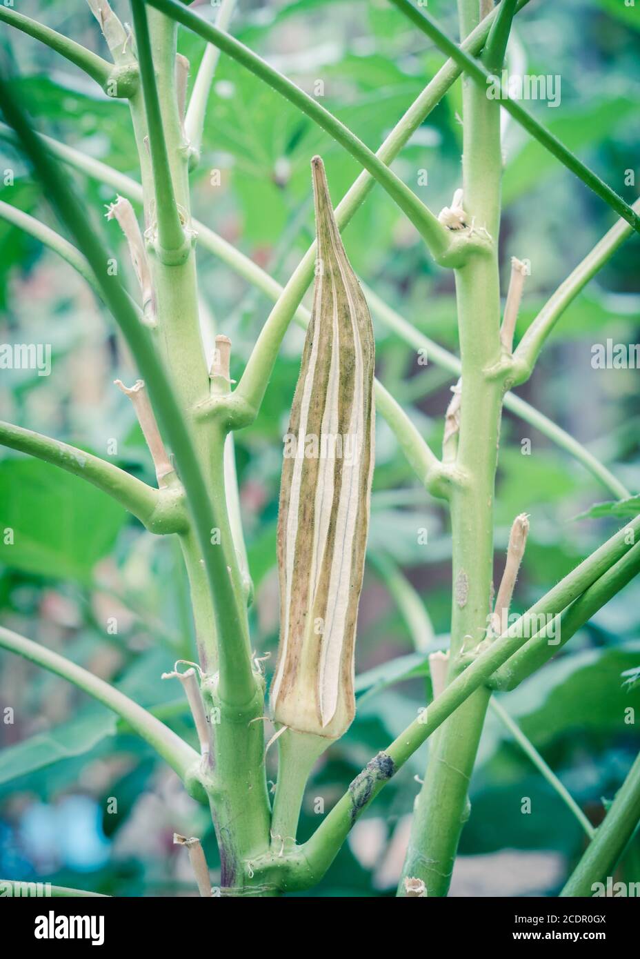 Filtered image organic okra pod mature and dry on the plant for saving
