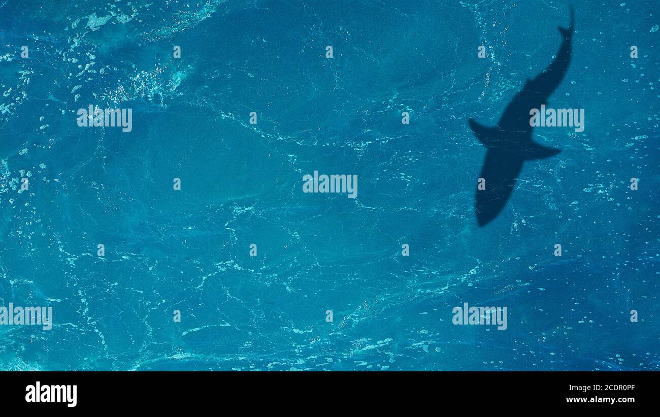 The shadow of a large shark underwater. Top view of the ocean Stock Photo