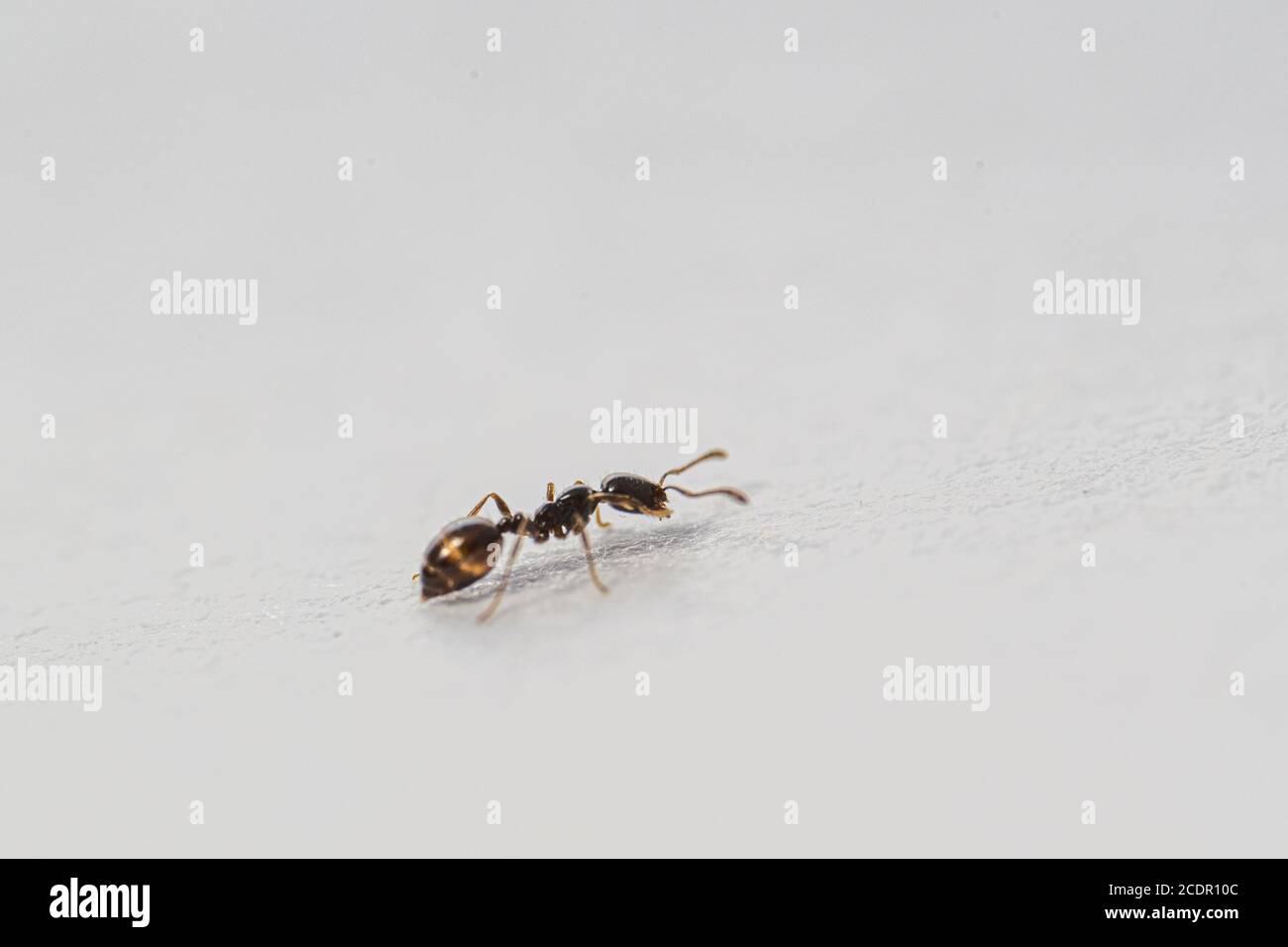 An ant is isolated against a white background Stock Photo - Alamy
