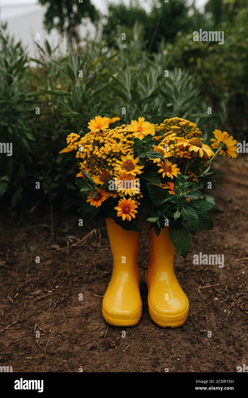 Yellow rubber boots with beautiful yellow field flowers in garden. Copy ...