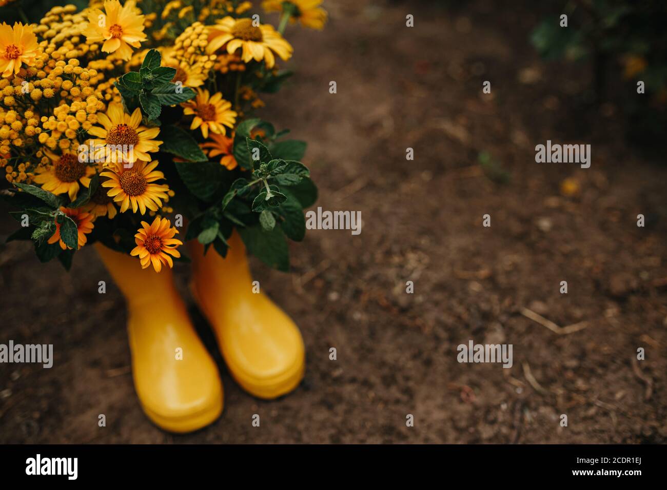 Yellow rubber boots with beautiful yellow field flowers in garden. Copy ...