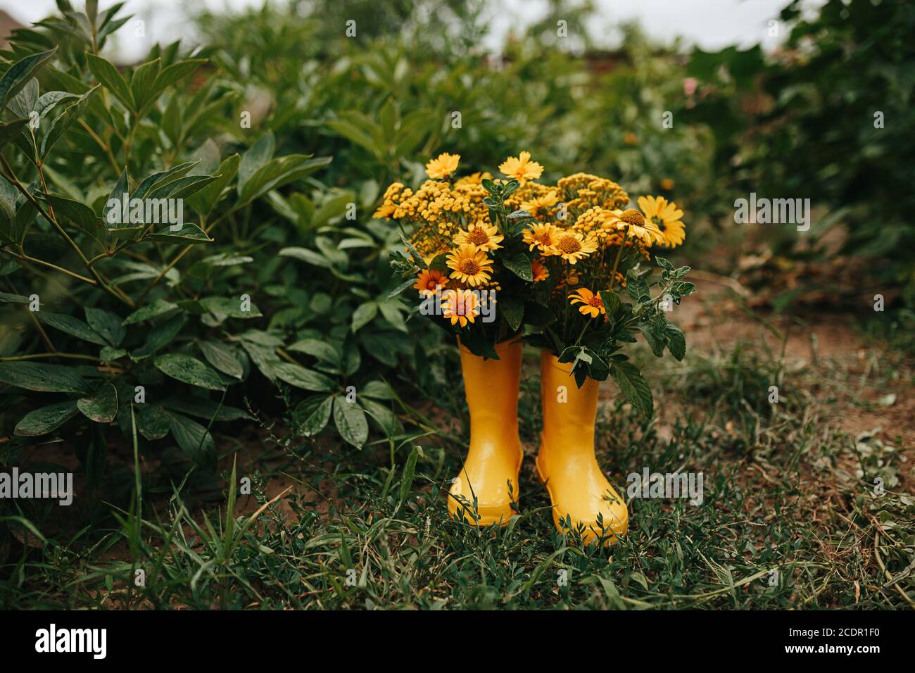 Yellow rubber boots with beautiful yellow field flowers in garden. Copy ...