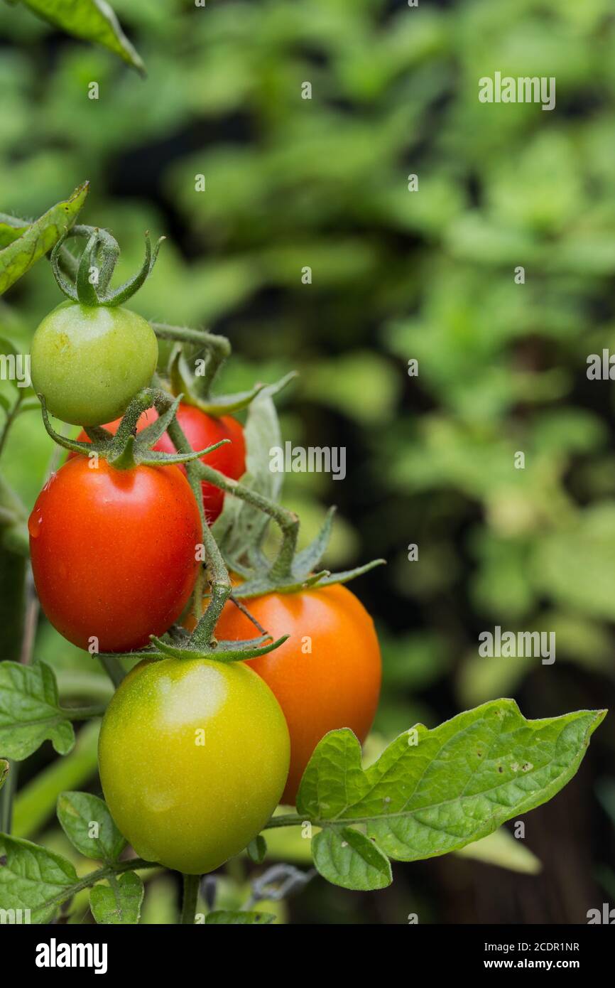 Red, green and orange tomatoes hanging on a vine plant in varying degrees of ripeness with copy space Stock Photo