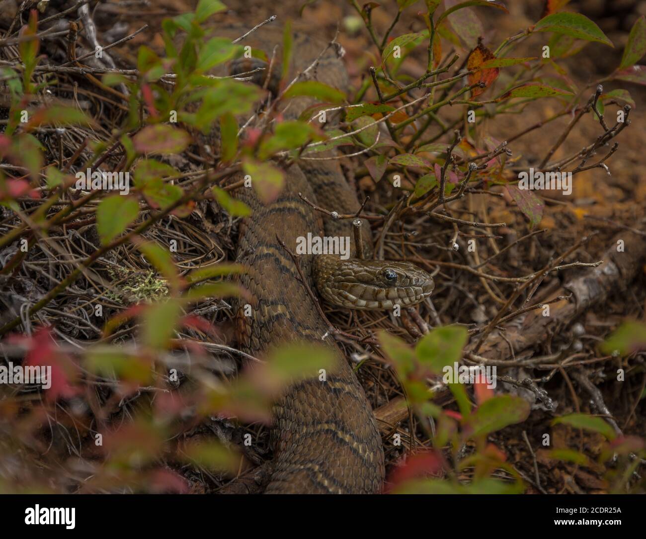 Common watersnake basking in the sun Stock Photo