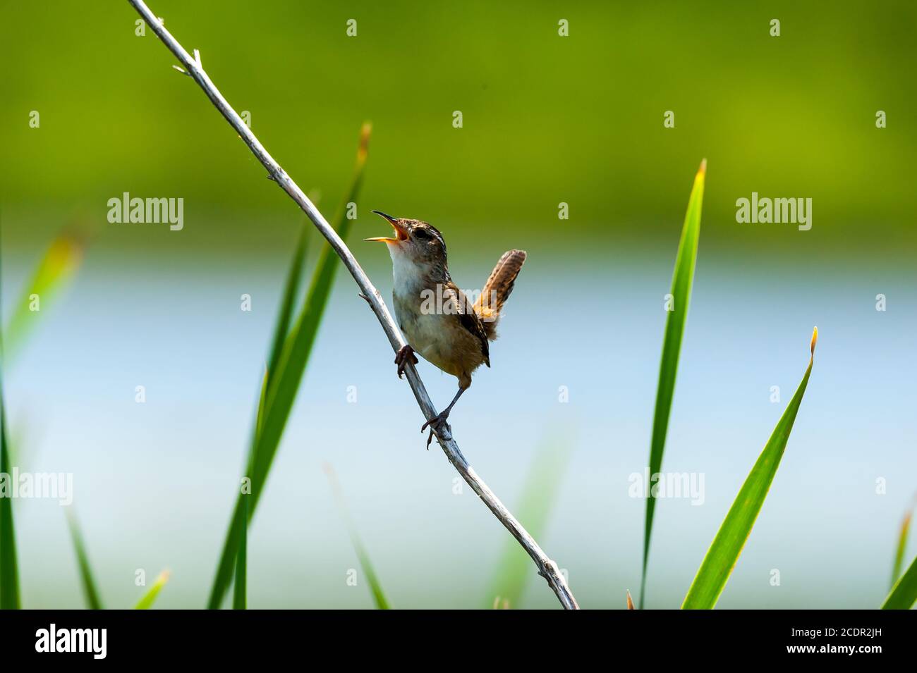 Closeup of a Marsh Wren perched on a cattail singing his heart out at the swamp Stock Photo