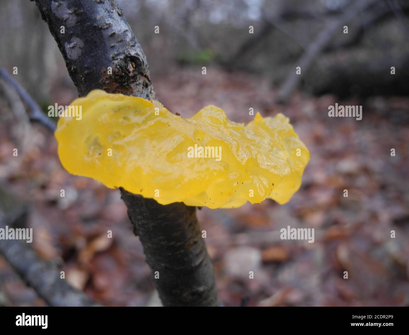 slime mold Stock Photo