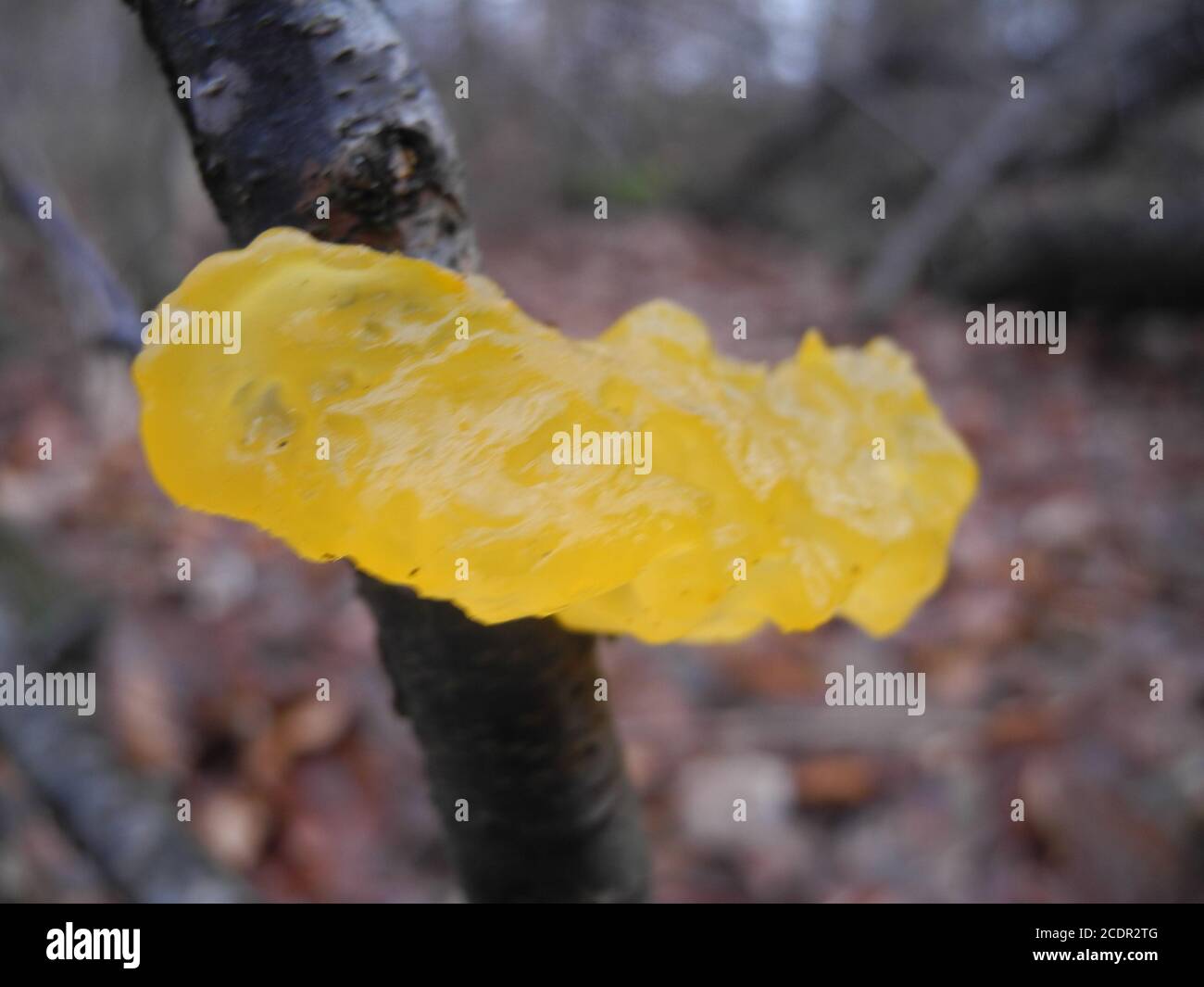 slime mold Stock Photo