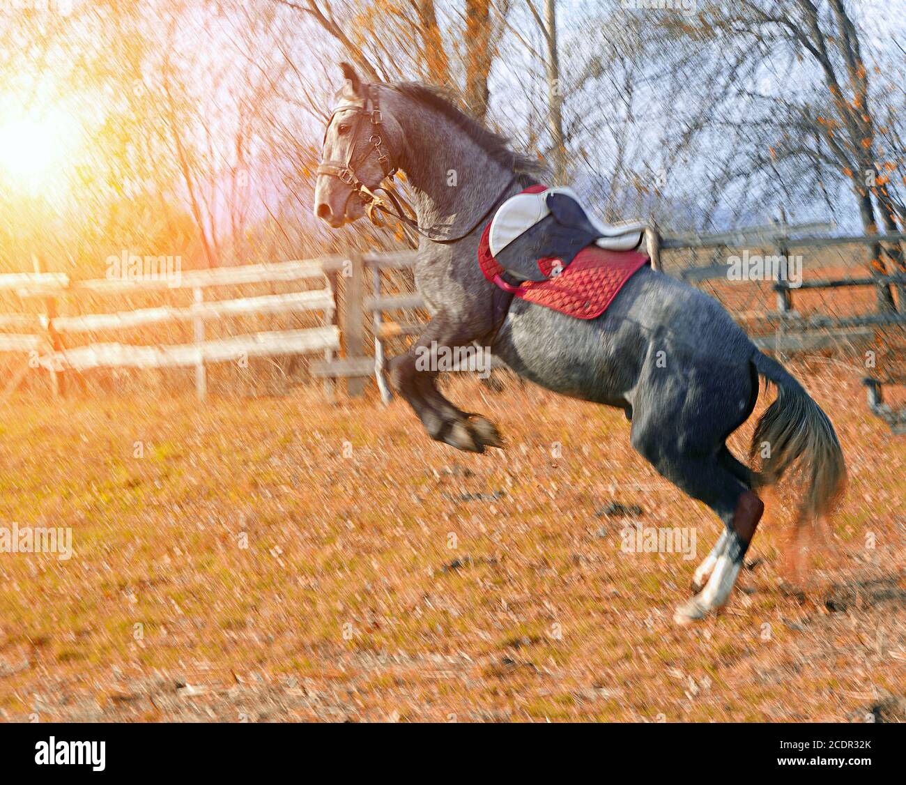 horse in harness stands Stock Photo Alamy