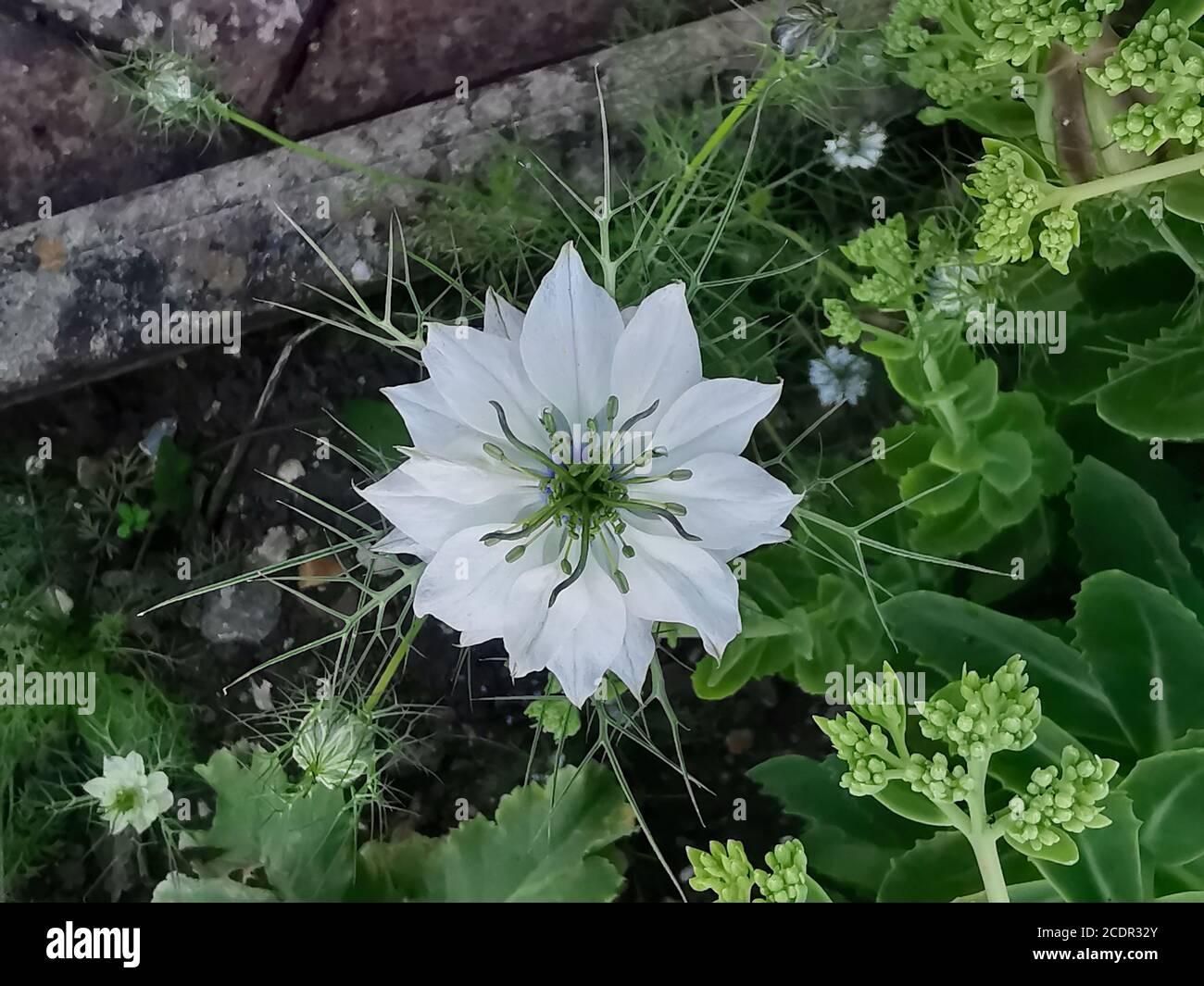 White herbal nigella flower against green foliage background in garden  Stock Photo