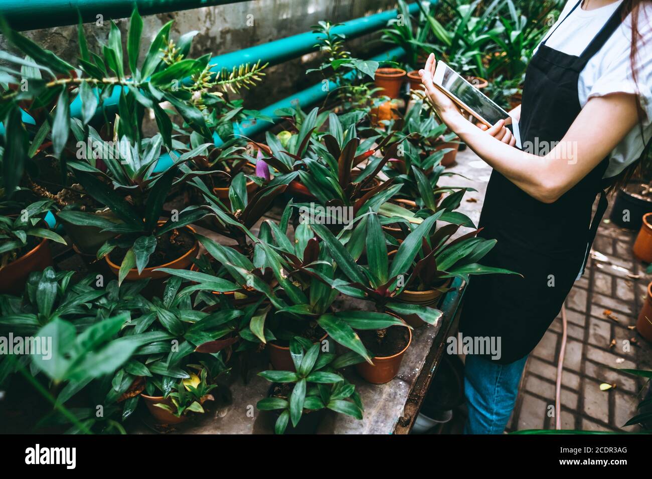 Young woman gardener in glasses with digital tablet working in a garden ...