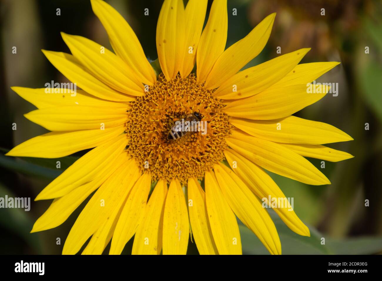 Close up of bee collecting nectar in a sunflower Stock Photo