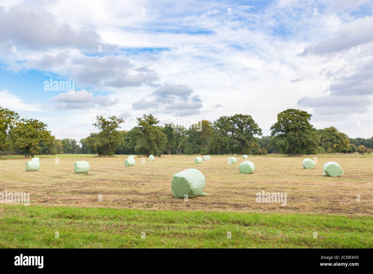 Dutch fall landscape with plasticized hay bales Stock Photo