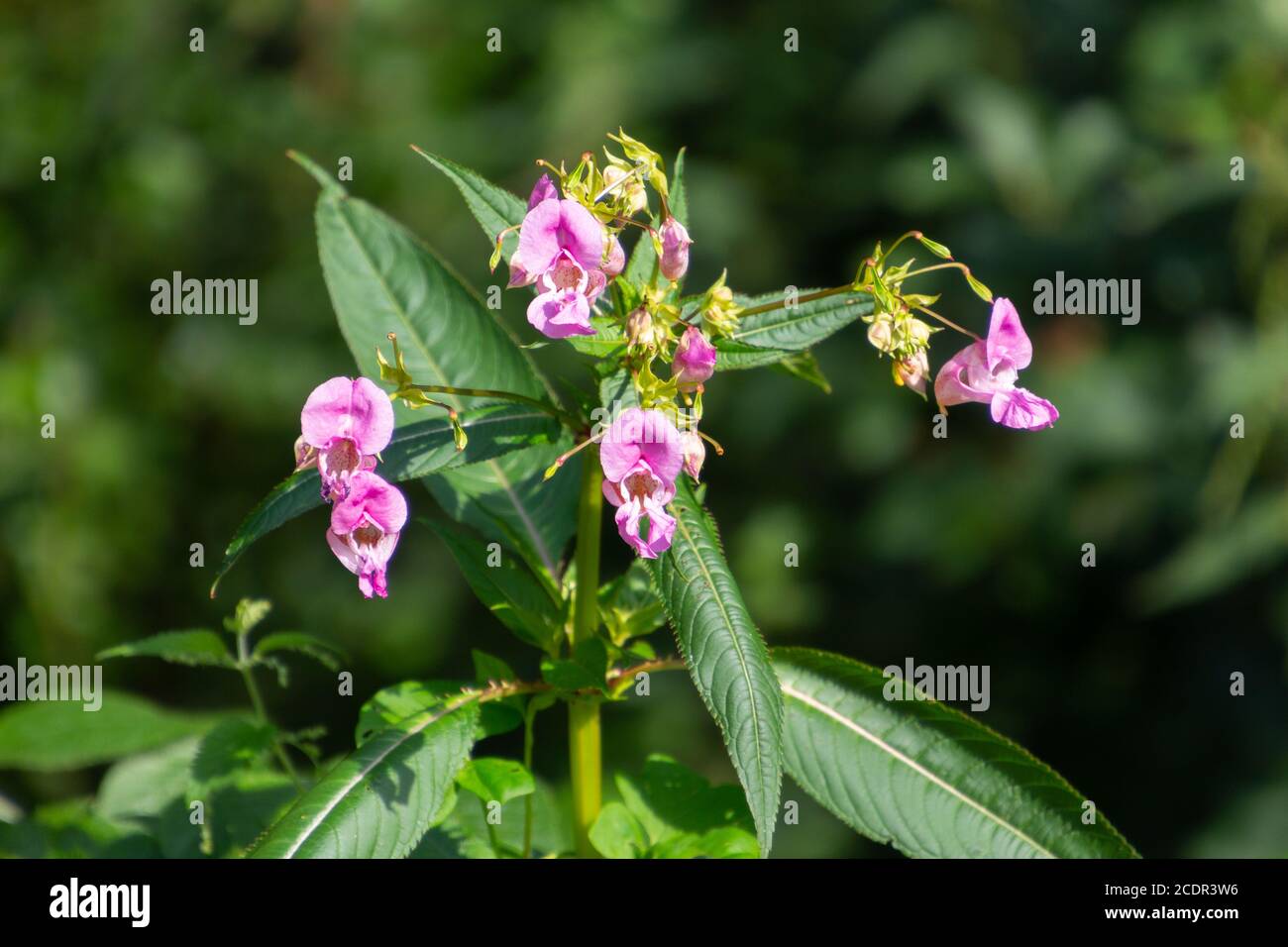Close up of Himalayan Balsam, also called Impatiens glandulifera or springkraut Stock Photo