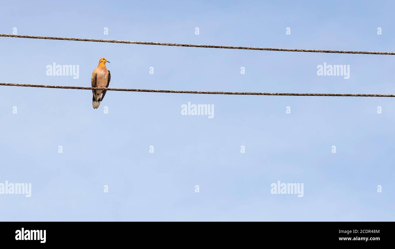 a zenida dove (touterelle) isolated perched on a powerline with another above and a plain blue sky in the background Stock Photo