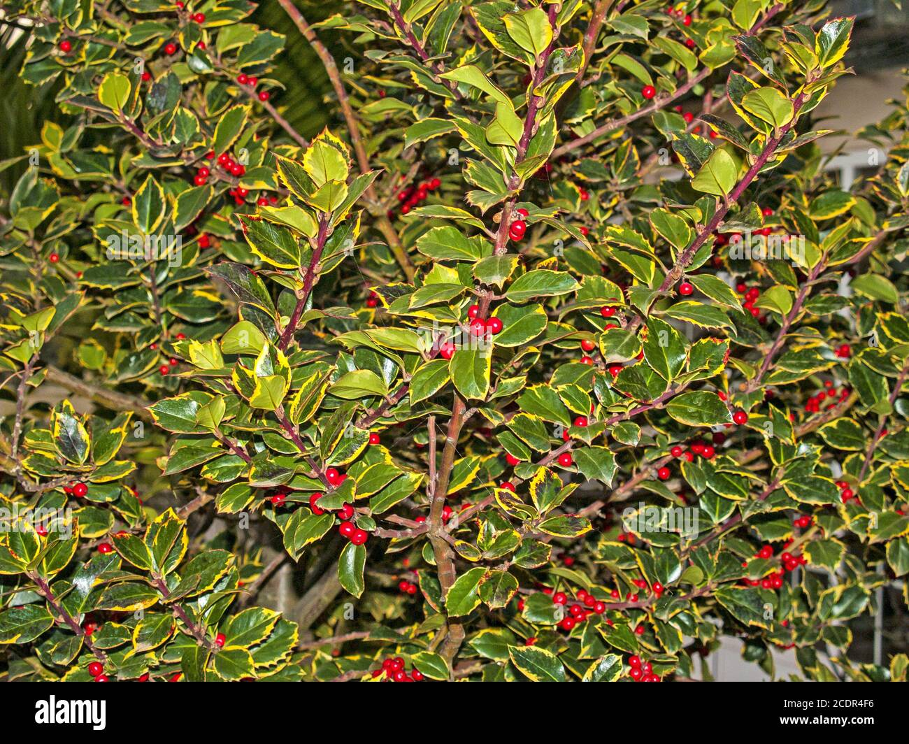 Holly bush garden hires stock photography and images Alamy
