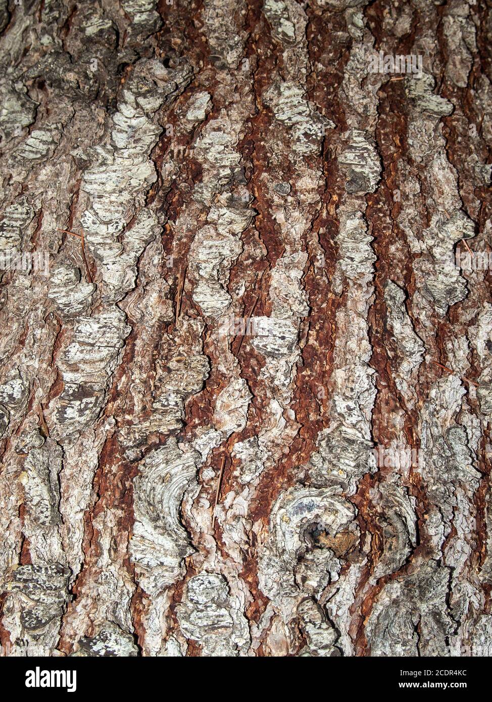Natural texture of a tree bark Stock Photo - Alamy