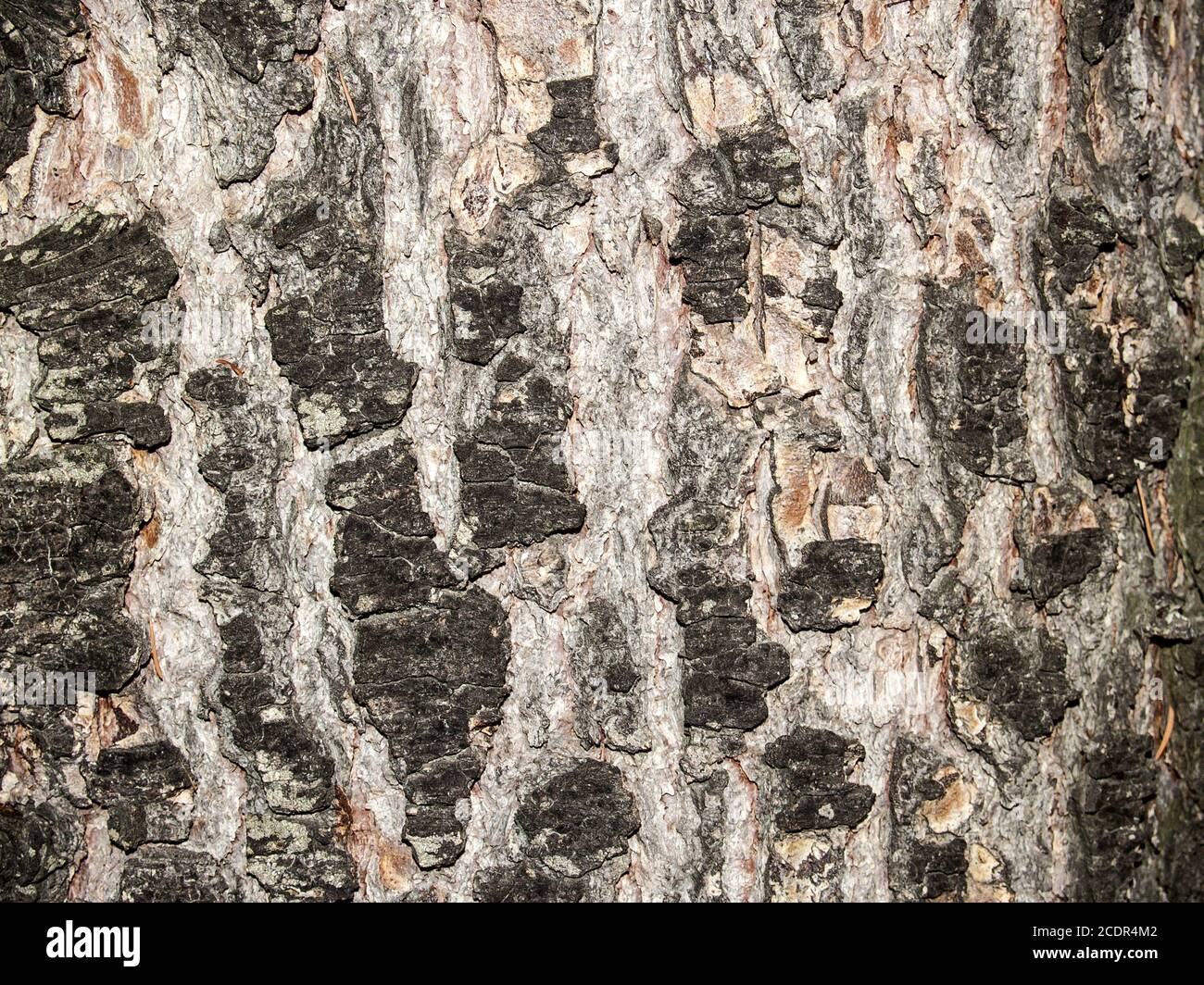 Natural texture of a tree bark Stock Photo - Alamy