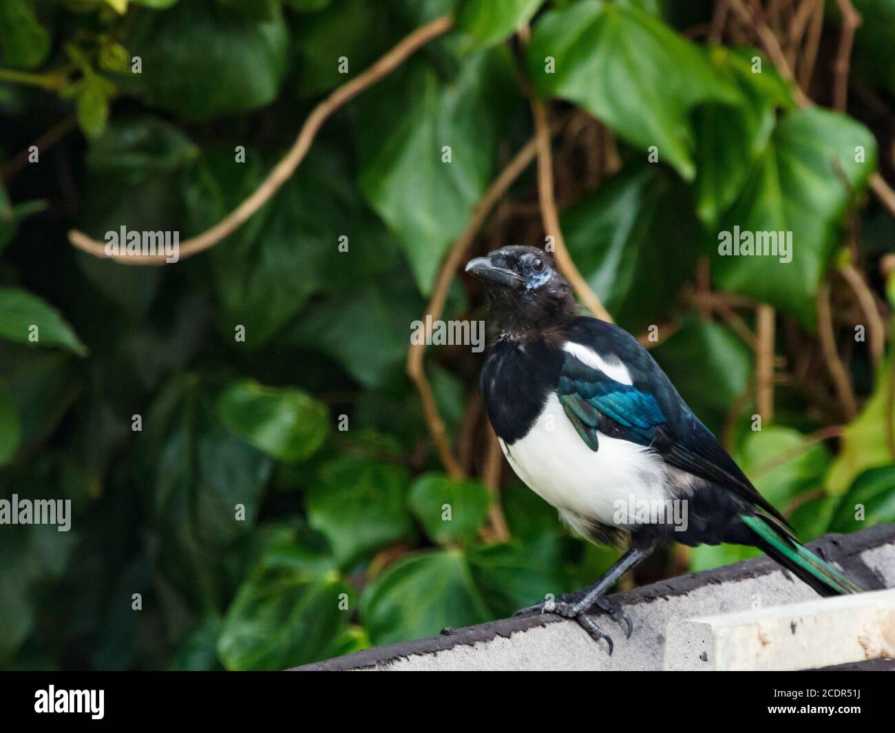 Magpie on a Sussex garden shed next to a park. Stock Photo