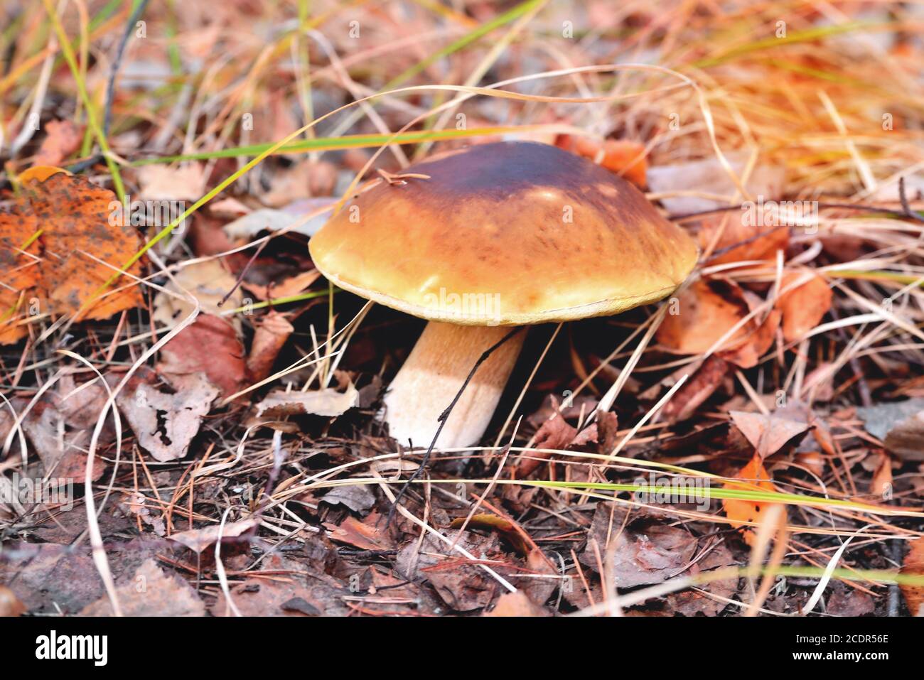 Natural white mushroom growing in a forest in the grass and old withered leaves. Edible mushroom with a brown hat, sunny flare autumn day, extra blur Stock Photo