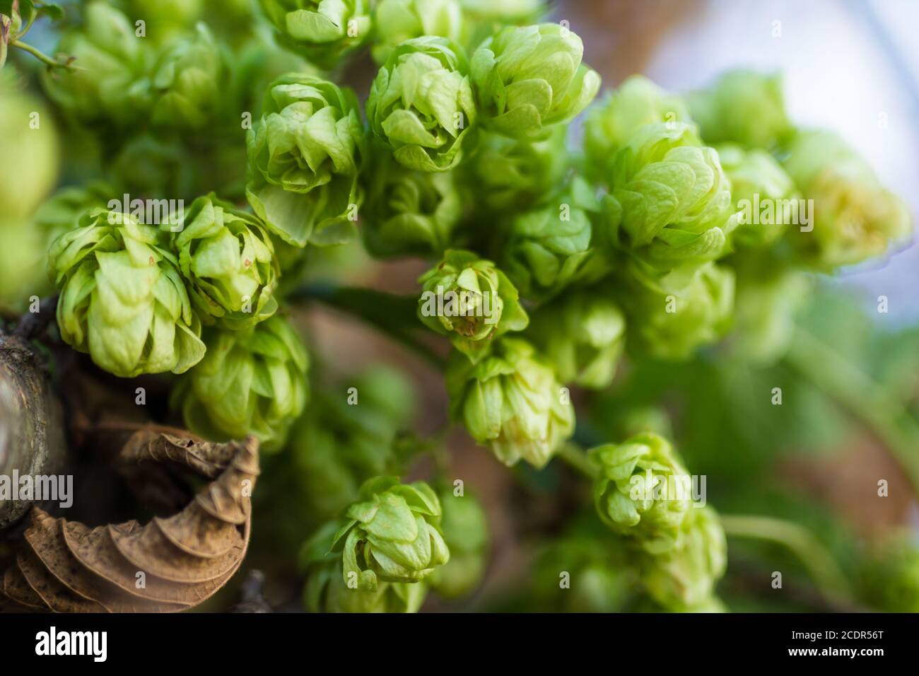 A photo of the hops farm Stock Photo