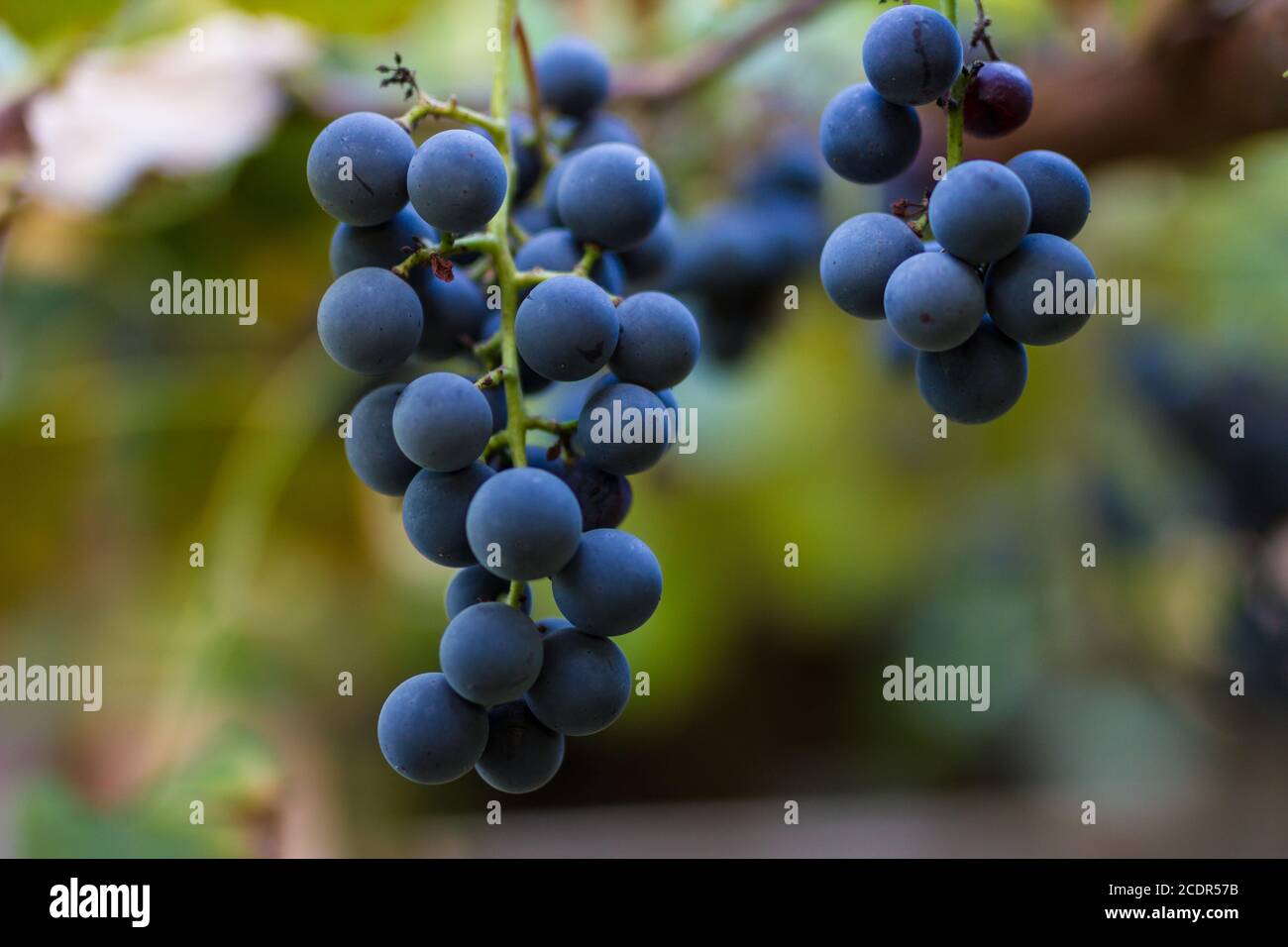 Vineyards in autumn harvest. Ripe grapes in fall. Cluster grapes Stock Photo