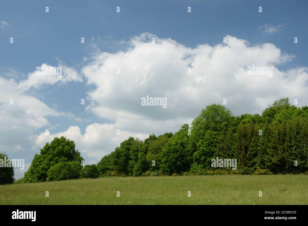 edge of the forest Stock Photo - Alamy