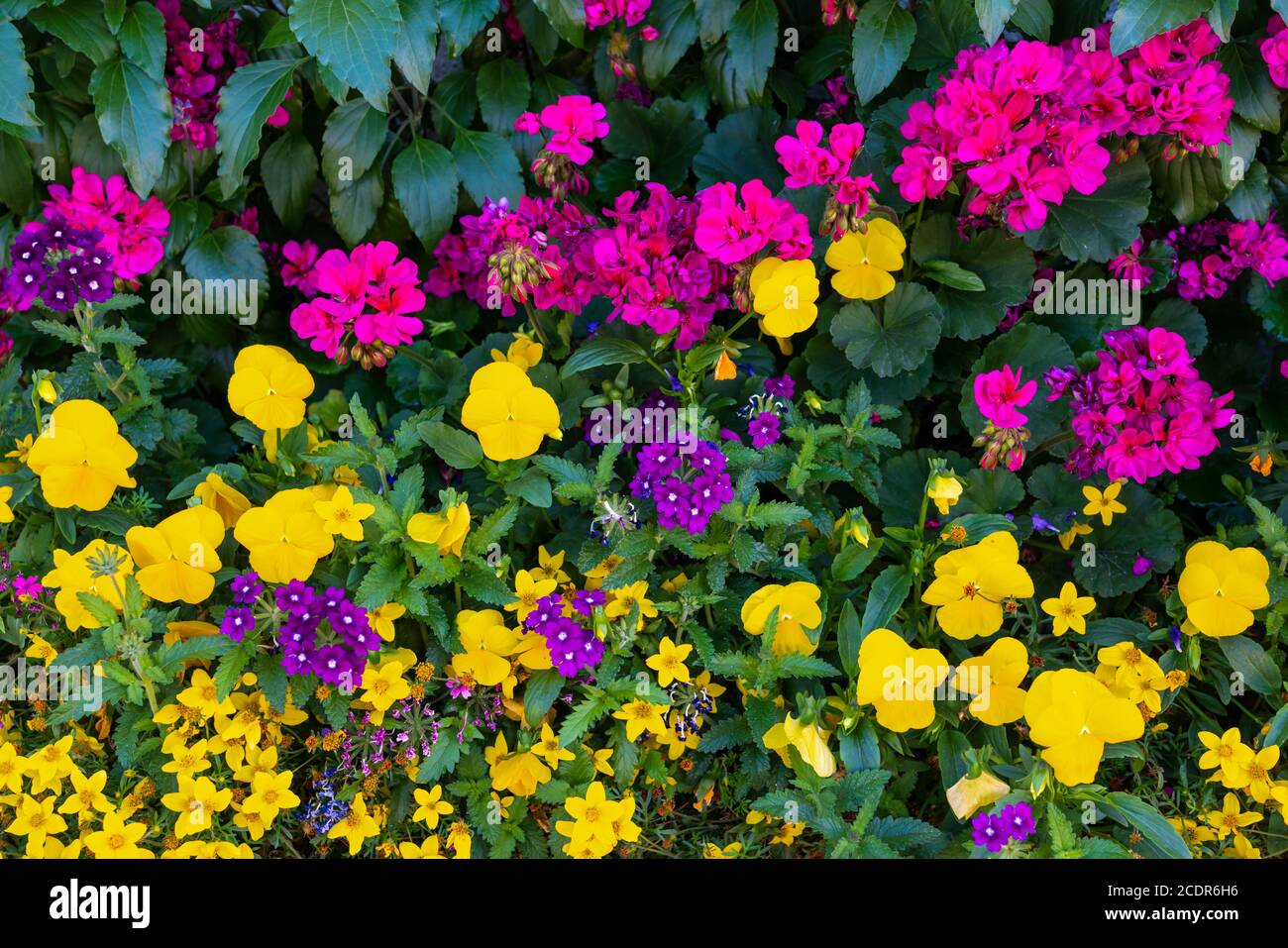 Decorative flowers along the street in Jasper townsite, Alberta, Canada