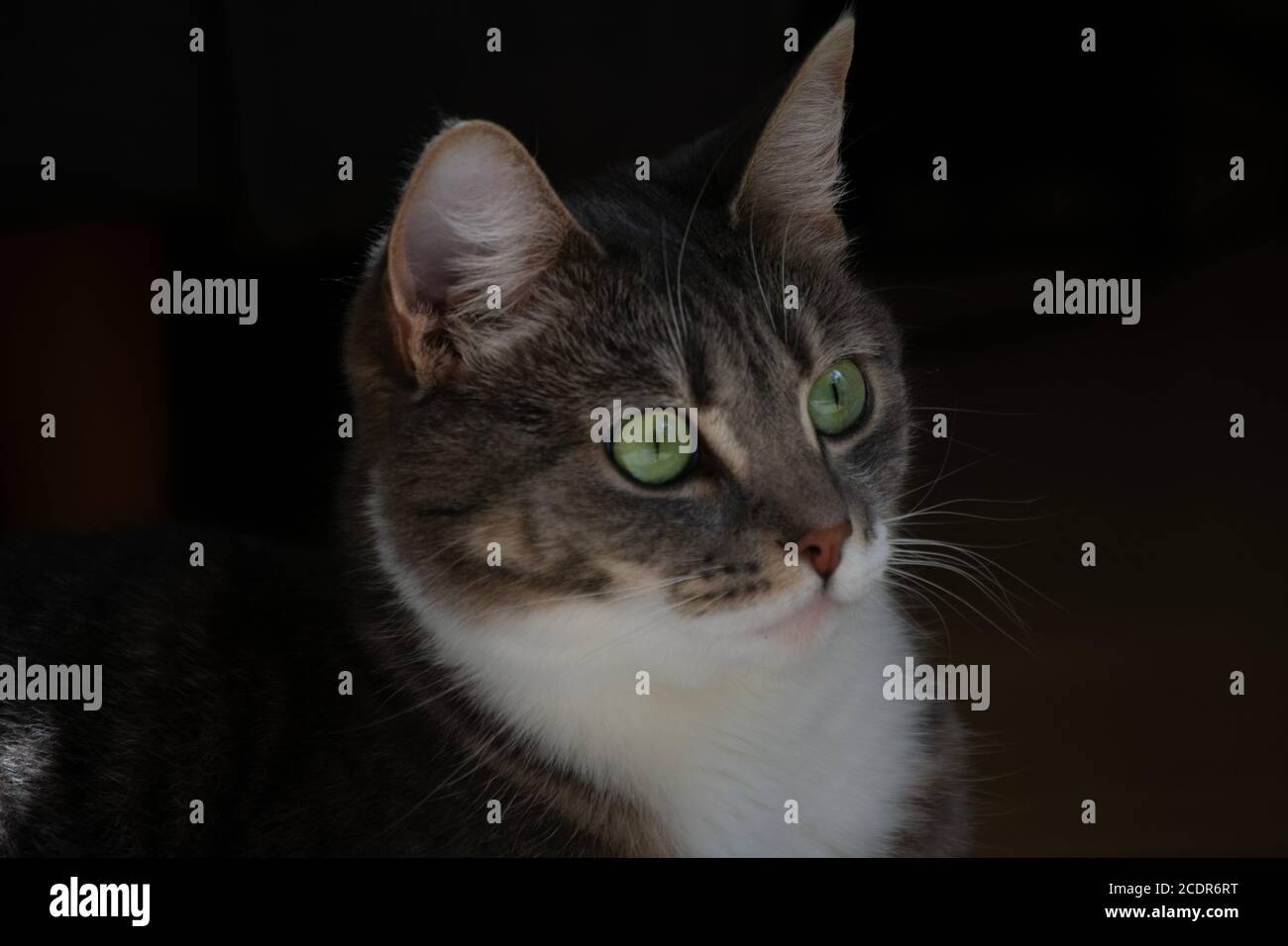 Cat Portrait Stock Photo