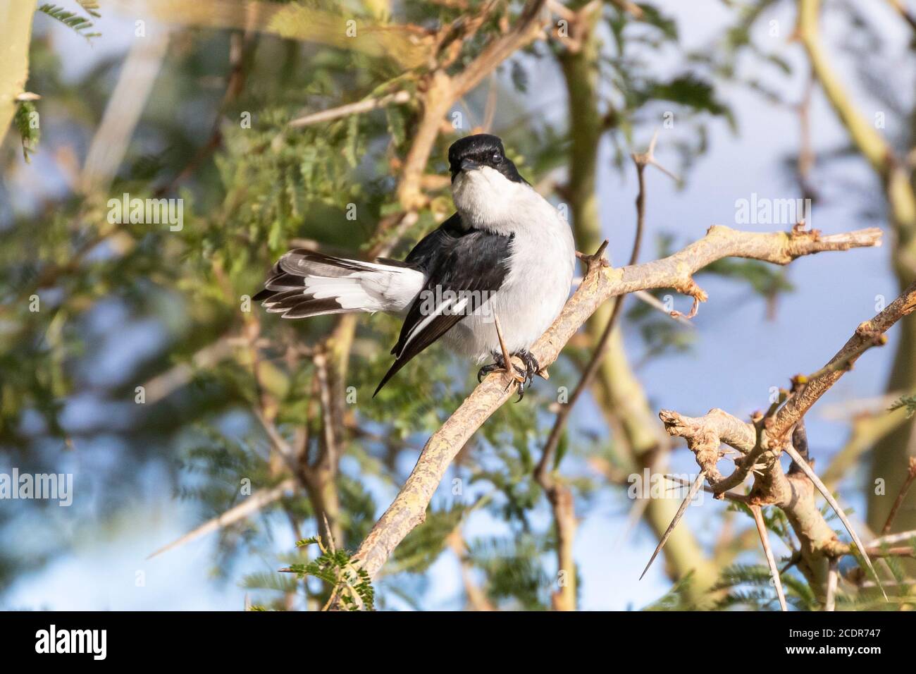 Fiscal Flycatcher (Sigelus silens silens), Western Cape, South Africa Stock Photo