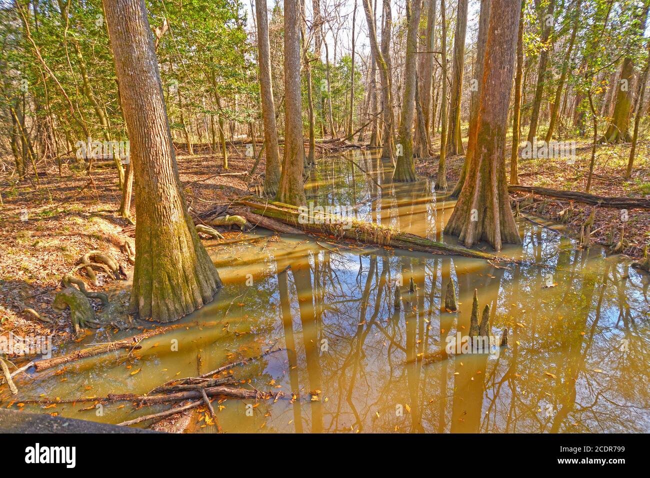 Backwater Slough in the Bottomland Forest in Congaree National Park in South Carolina Stock Photo