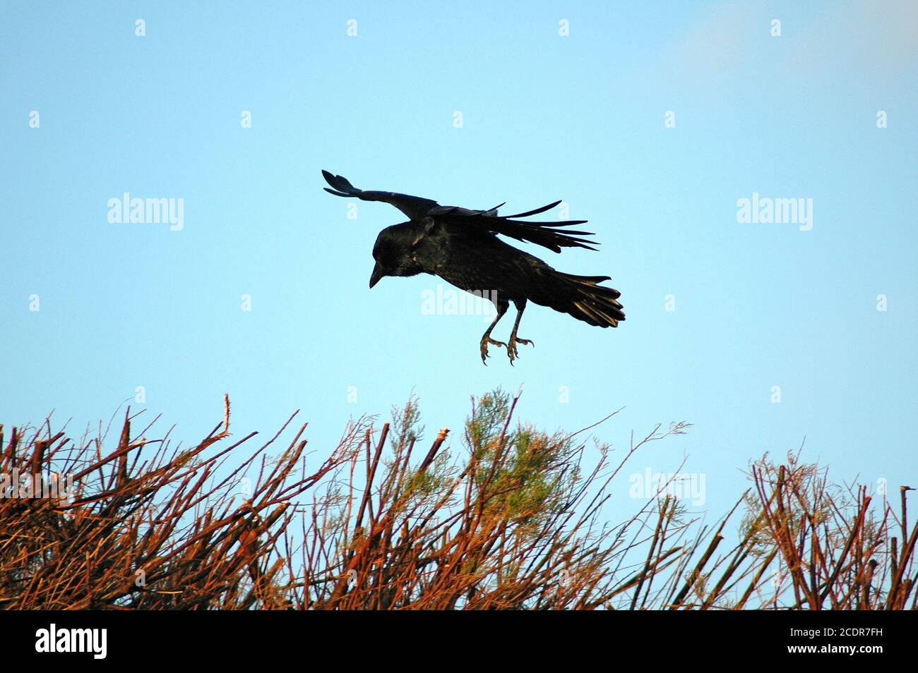 Crow, (Corvus corone corone) hanging in the wind above cut Tamarisk (Tamarix anglica) hedge. December Stock Photo