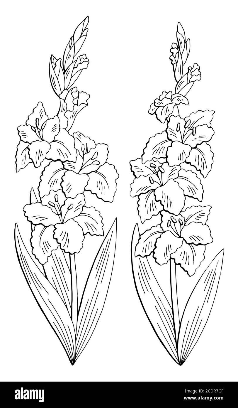 Раскраски цветы гладиолусы