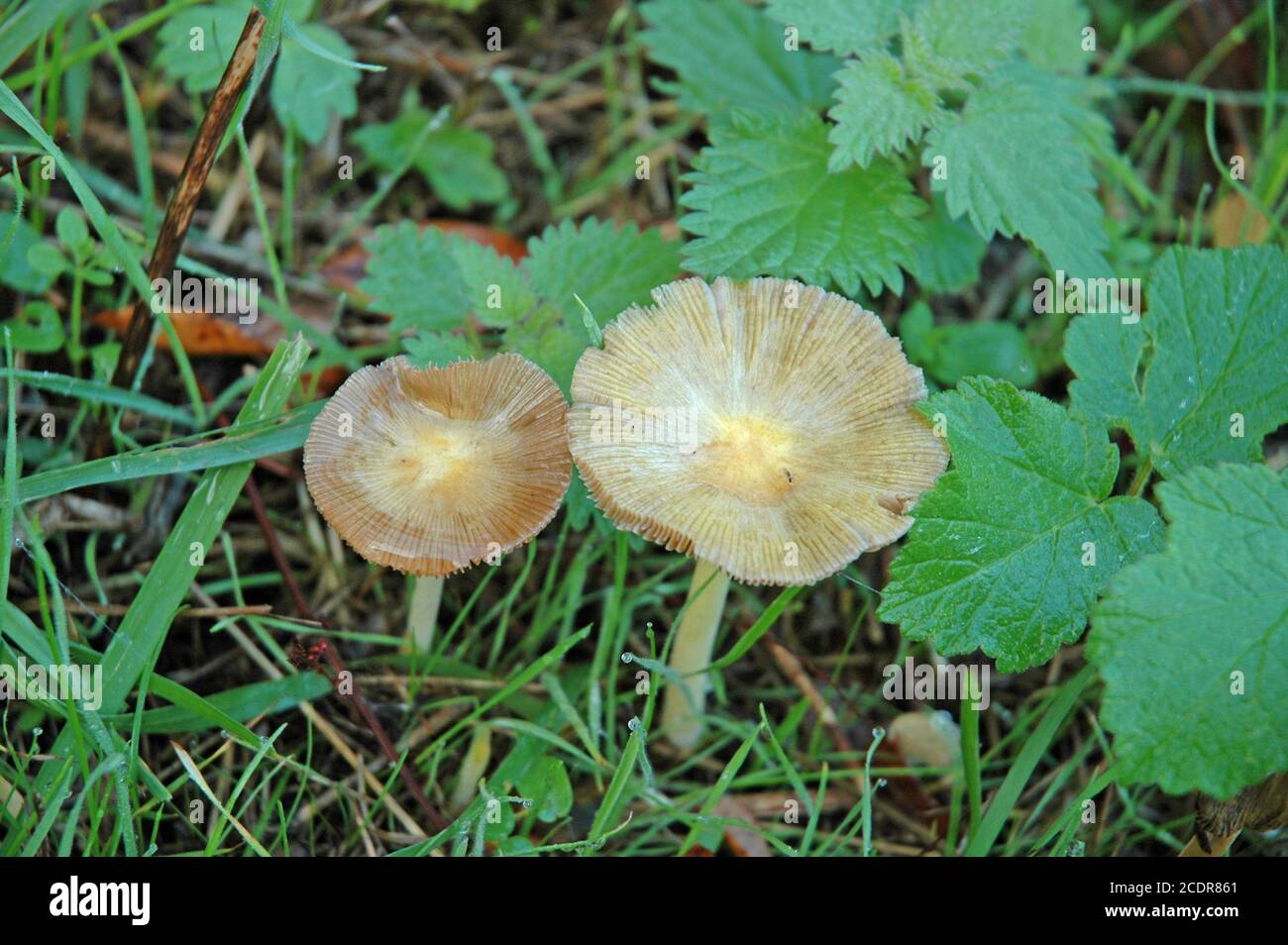 Mature Egg Yolk fungi. (Bolbitius vitellinus)   or 'Cow Pat Toadstool',  West Sussex Coastal Plain, England, October. Stock Photo