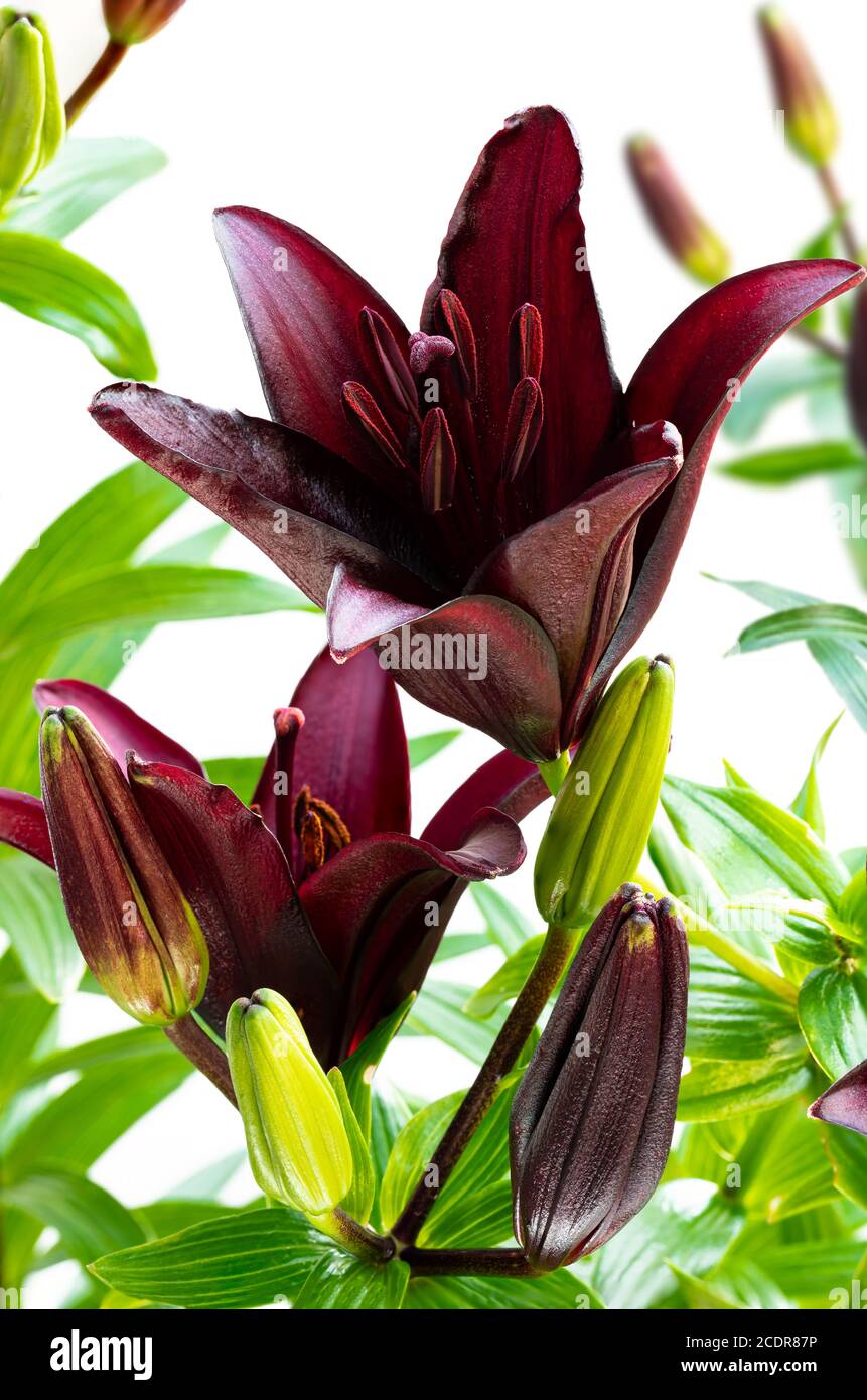 Macro image of the single black lily flower isolated on white Stock
