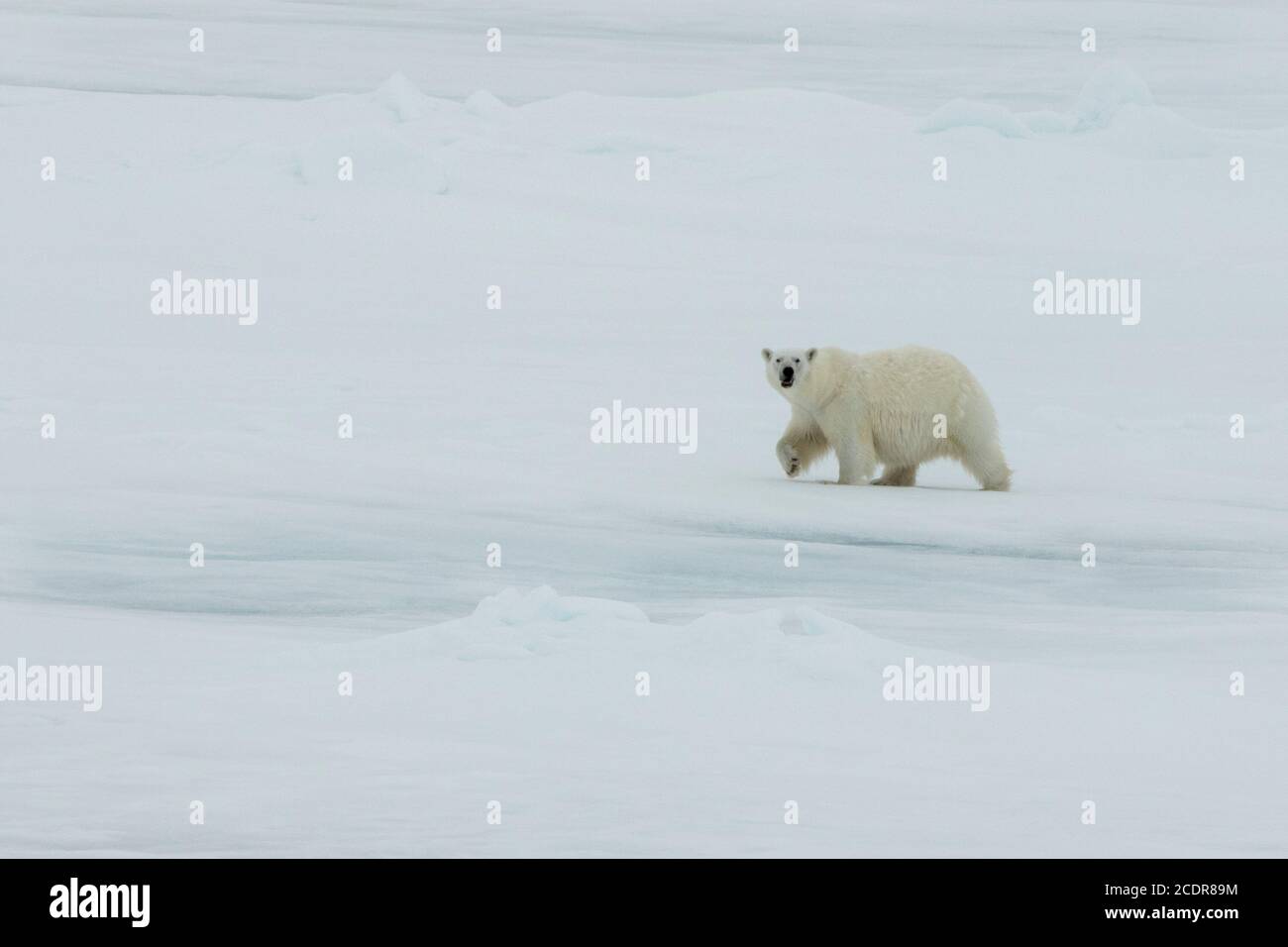 Russia, High Arctic, Franz Josef Land. Large lone polar bear Stock