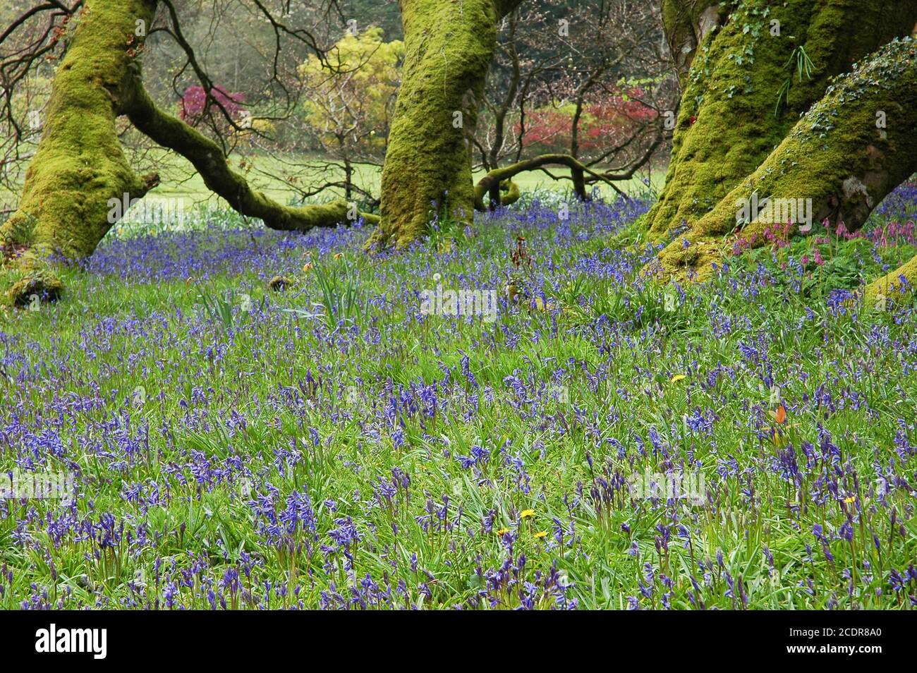 Bluebells, (Hyacinthoides non-scriptus) and mossy tree trunks, Mount Congreve Estate, Kilmeadon, Co. Waterford, Eire. April. With permission. Stock Photo