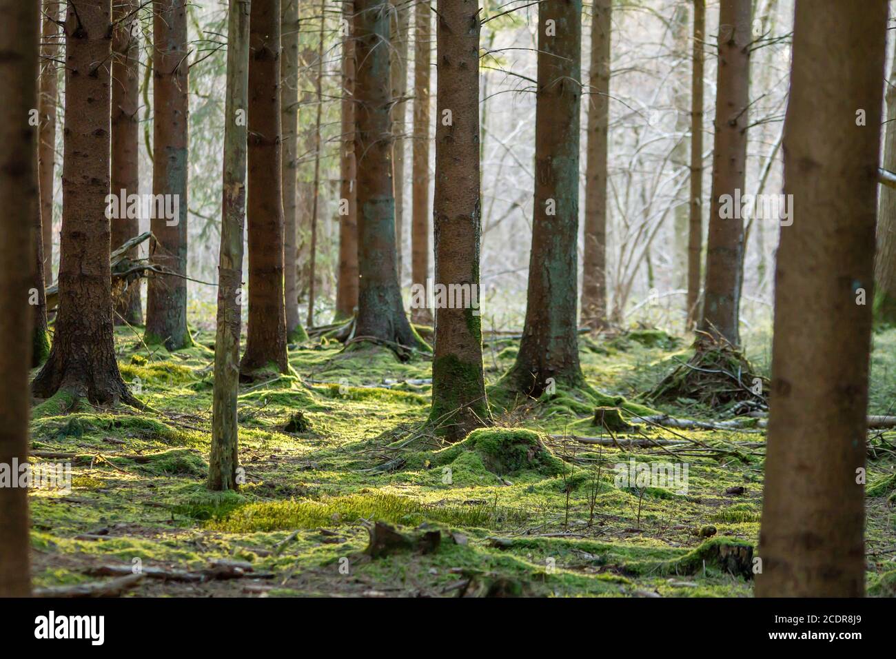 Fresh green moss carpet in the forest Stock Photo