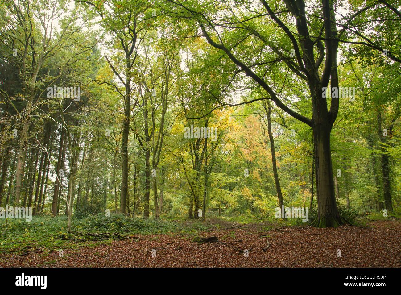 Green forest landscape Stock Photo