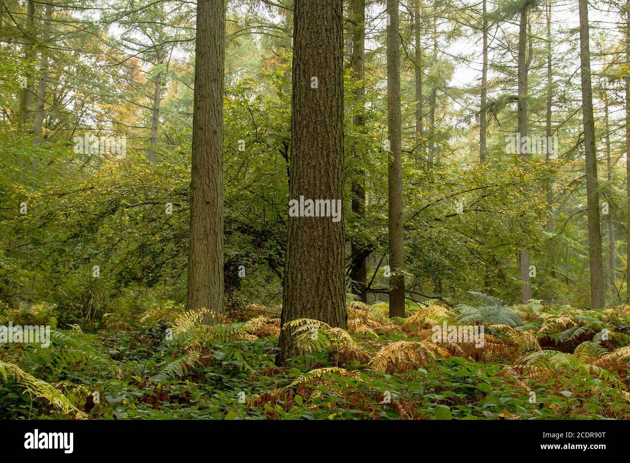 autumnal forest landscape Stock Photo - Alamy