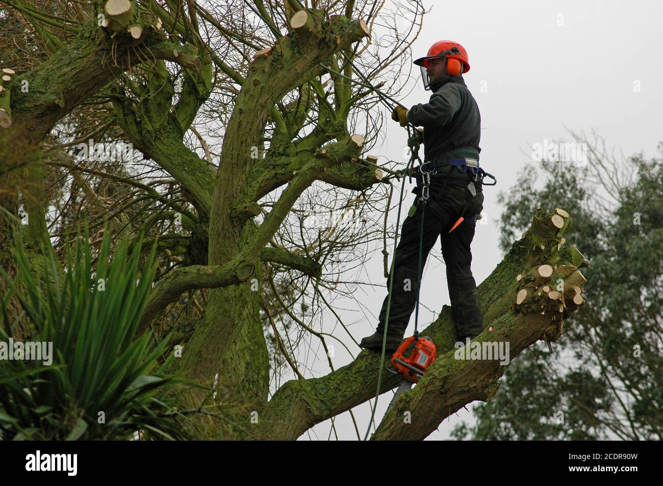 Tree surgeon adjusting ropes, with chainsaw in Weeping Willow tree ...