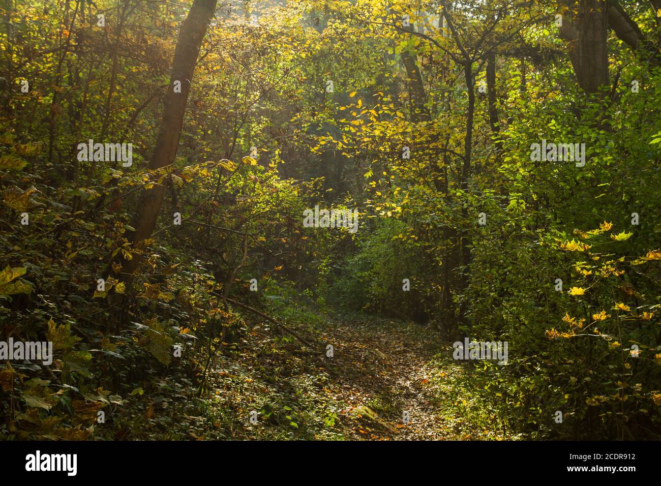 autumnal forest landscape Stock Photo - Alamy