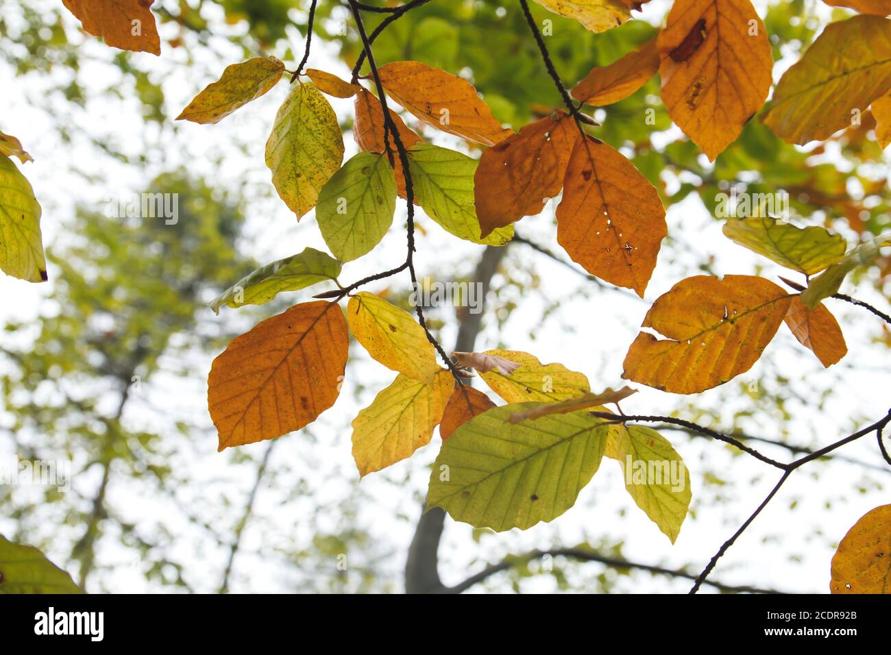 Canopy foliage hi-res stock photography and images - Alamy